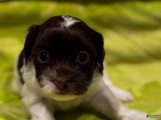 Shorkie dogs Rayna - Ad 1