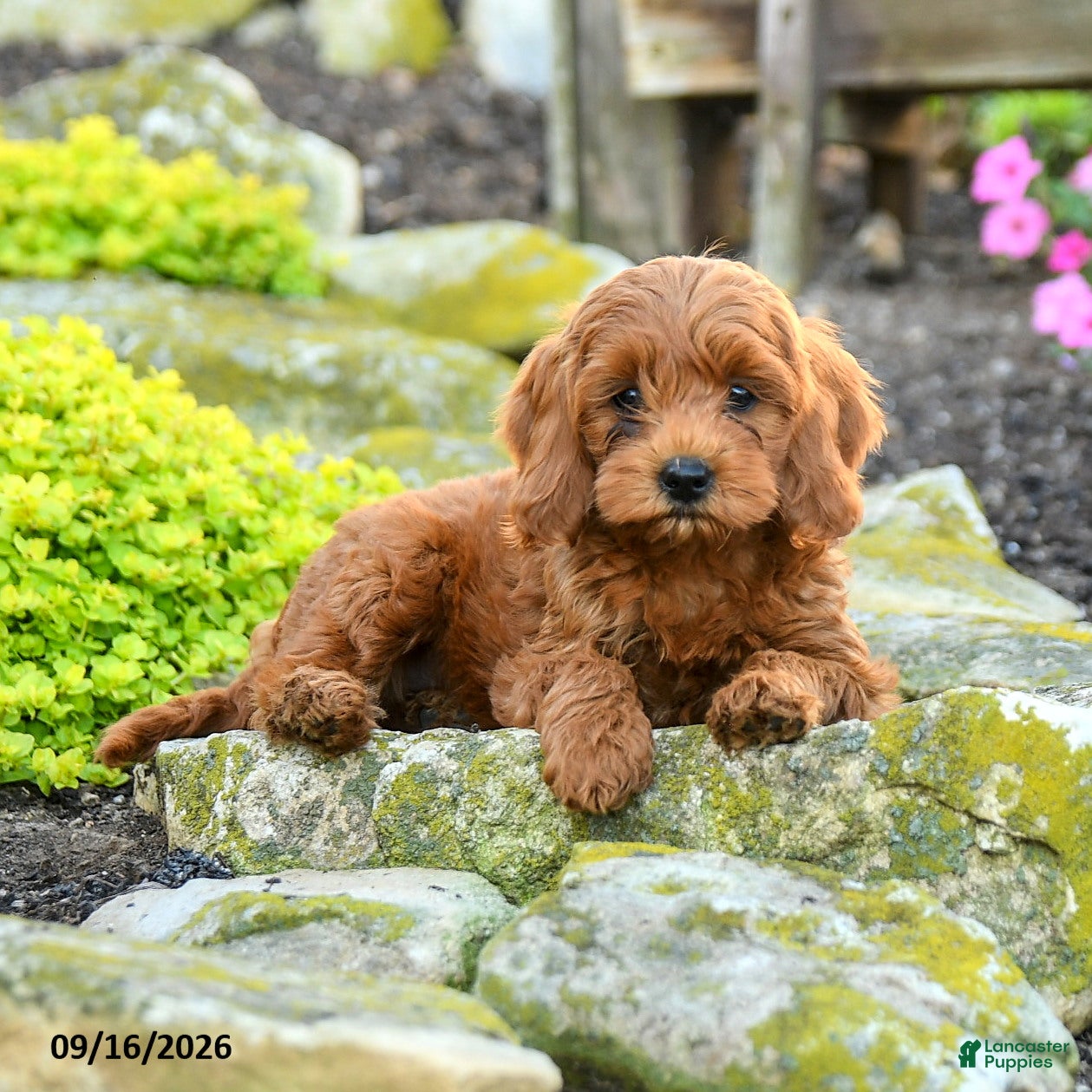 Miniature Poodle dogs Sushi - Ad 1
