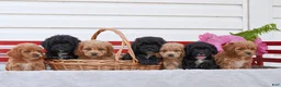 Cockapoo dogs for sale: Selena - Ad 3