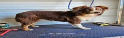 Australian Shepherd dogs for sale: Dawn - Ad 3