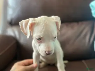 American Bully dogs American Bully Puppy 4 - Ad 32