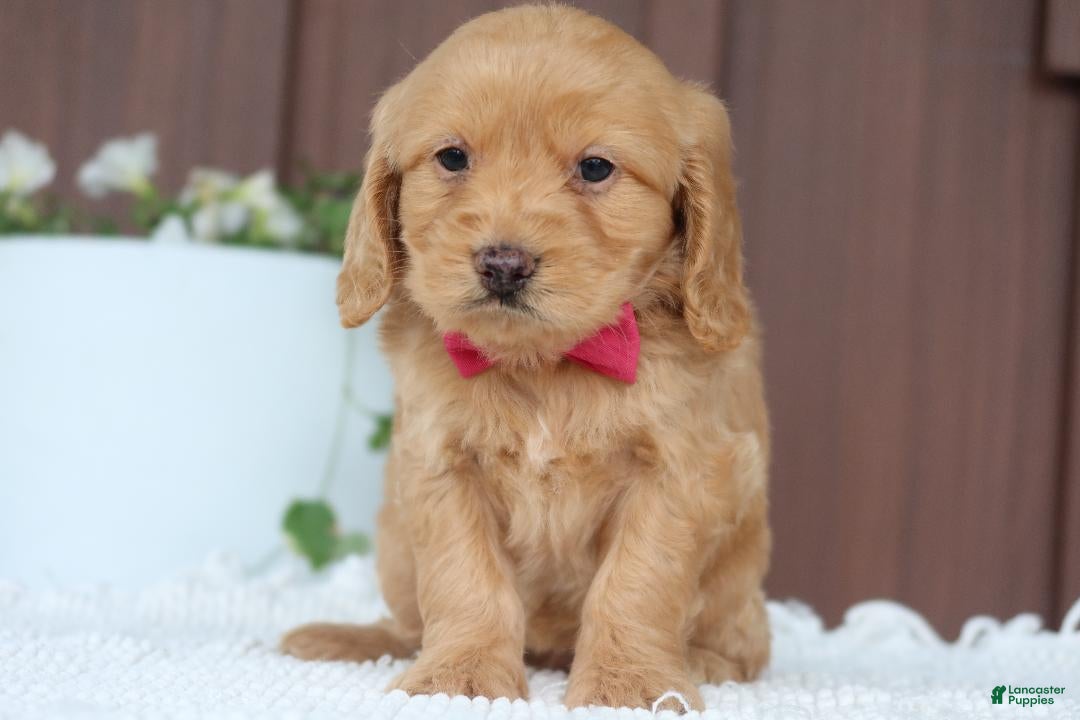 Miniature Golden Retriever dogs Miniature Golden Retriever Puppy 2 - Ad 2