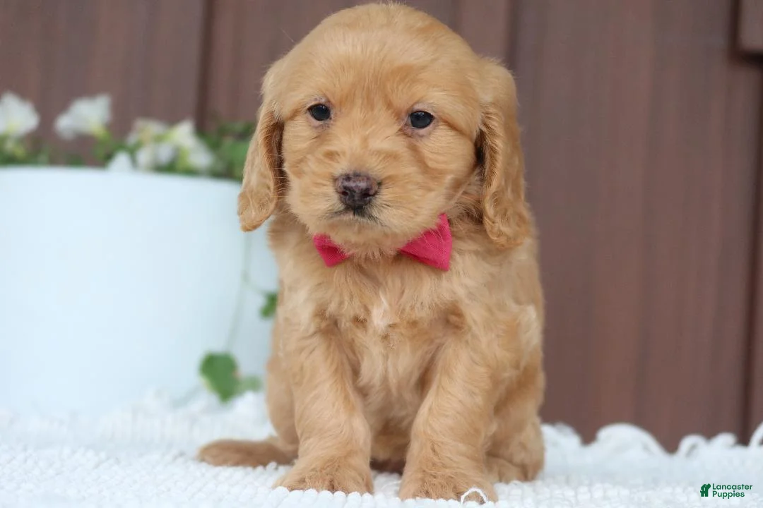 Miniature Golden Retriever dogs for sale: Miniature Golden Retriever Puppy 2 - Ad 2