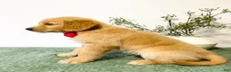 Golden Retriever dogs for sale: Charlie - Ad 3