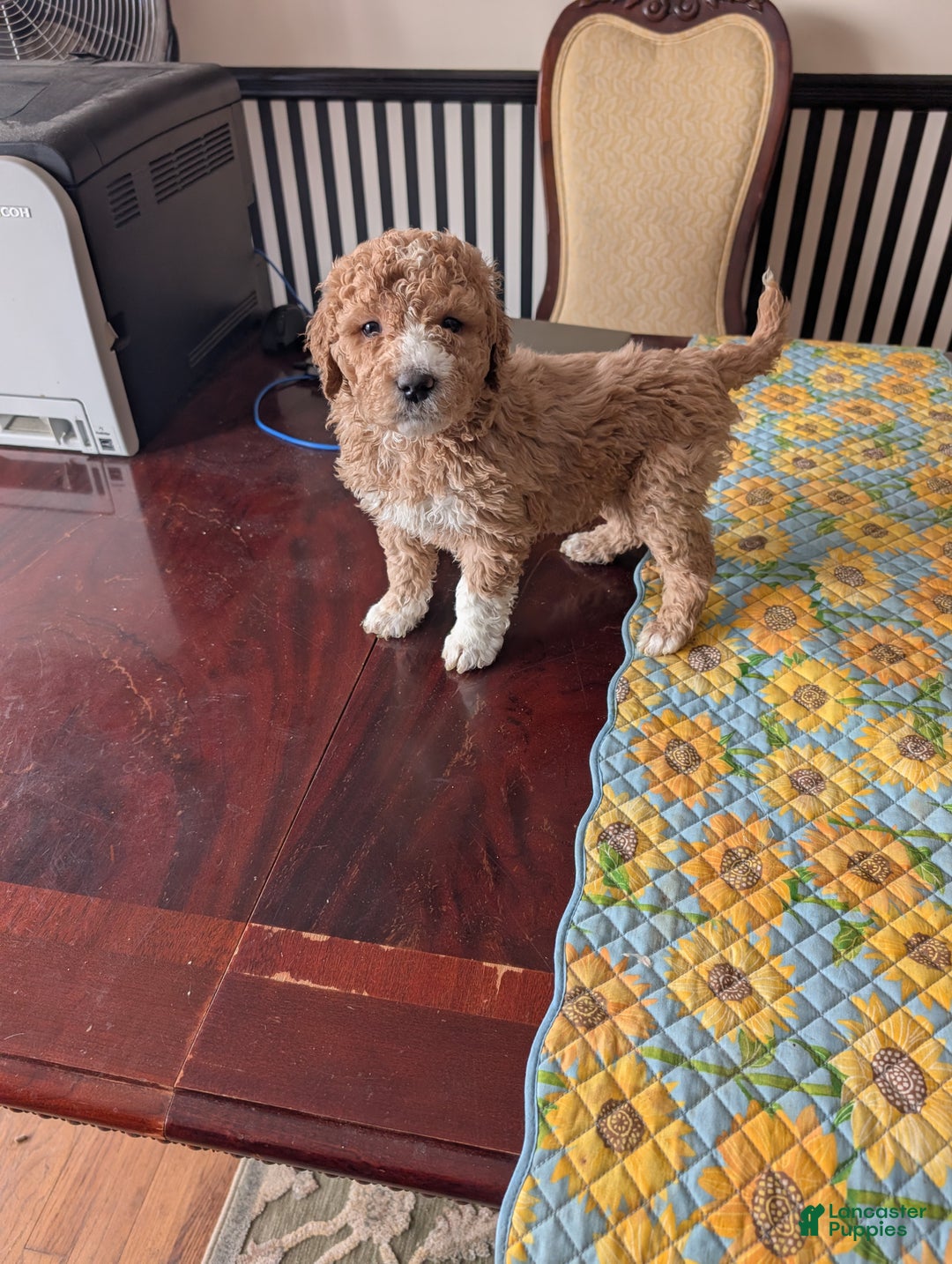 Goldendoodle dogs for sale: Bob - Ad 9