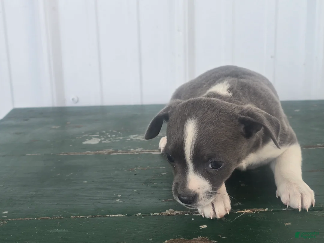 Chihuahua dogs for sale: Chihuahua Puppy 4 micha - Ad 2