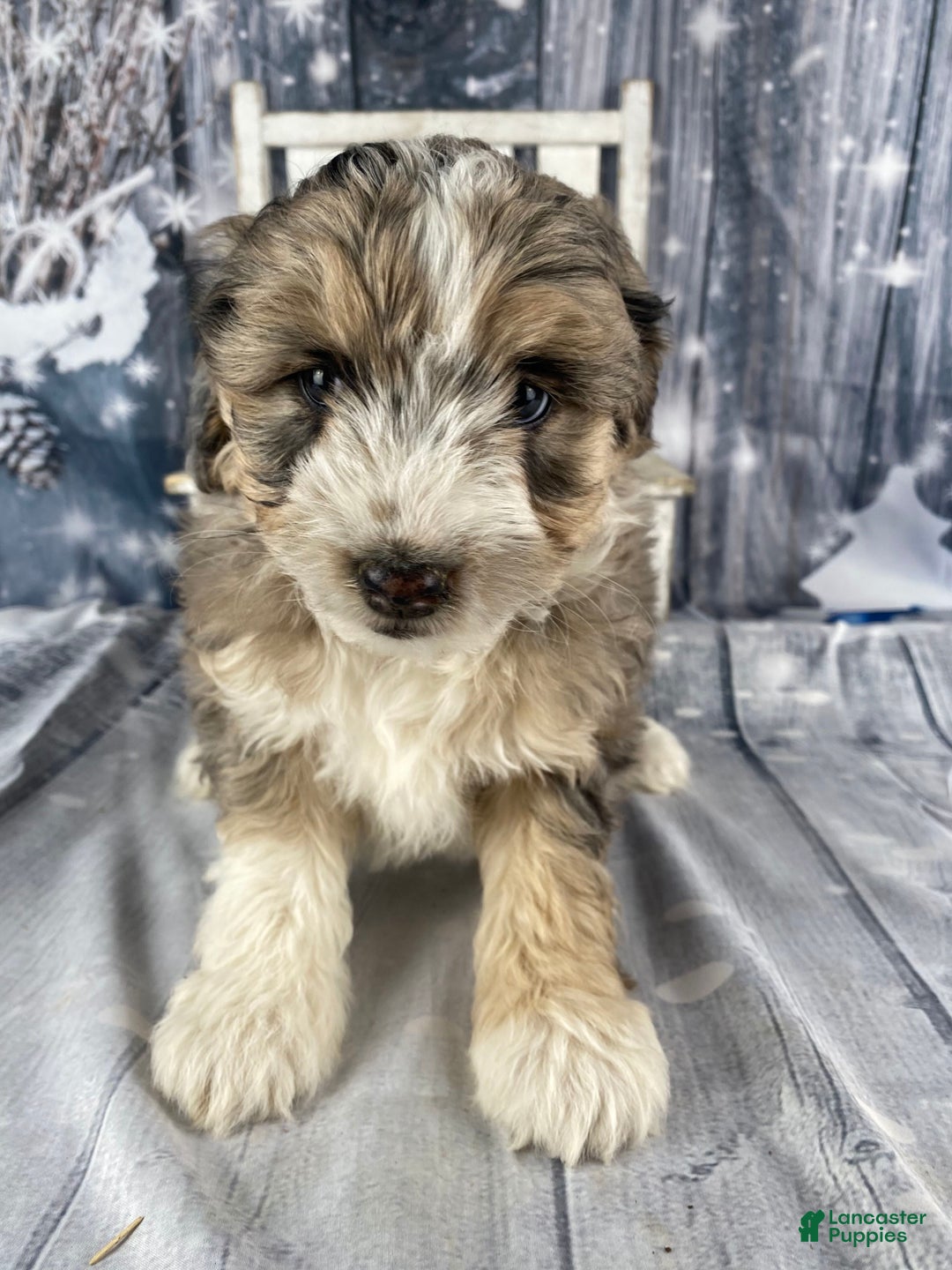 Aussiedoodle dogs for sale: Luke - Ad 6