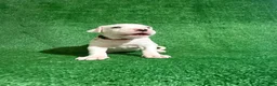 Dogo Argentino dogs for sale: Red female  - Ad 4