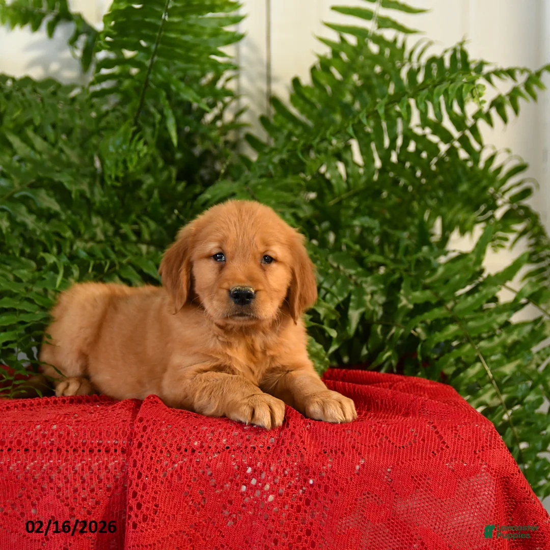 Golden Retriever dogs for sale: Candy - Ad 2