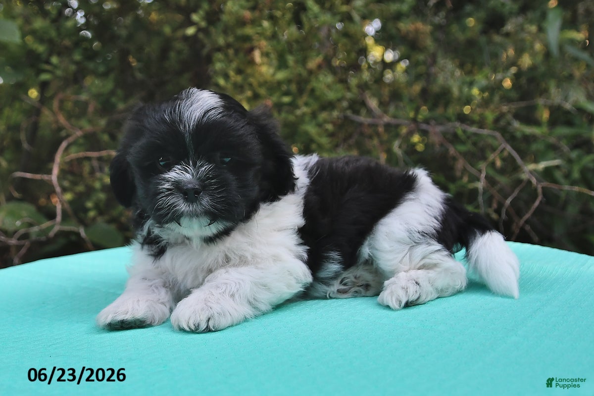 Shih Tzu dogs Ariel - Ad 2