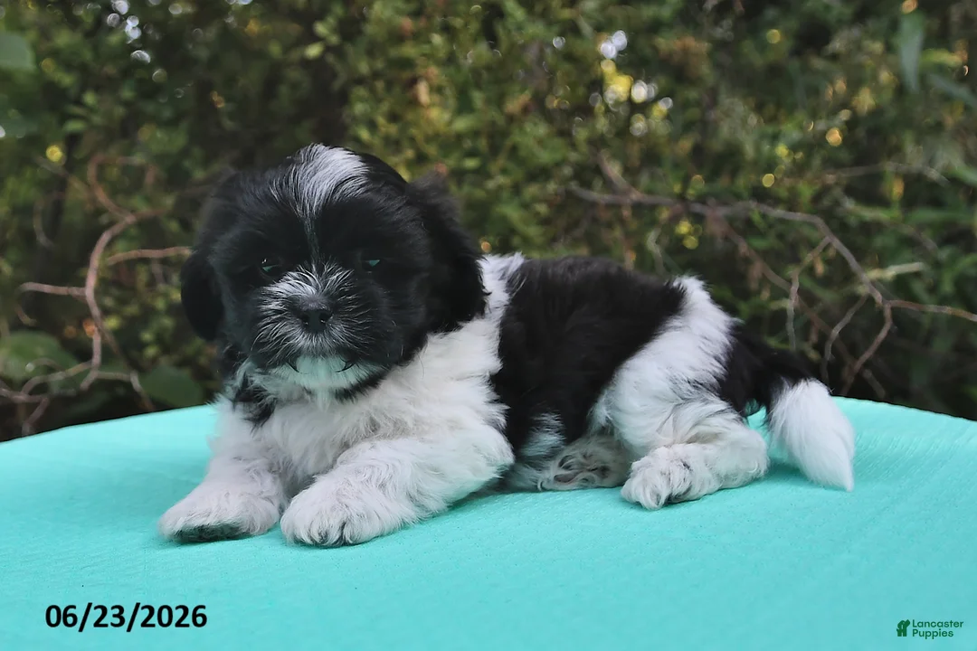 Shih Tzu dogs for sale: Ariel - Ad 2