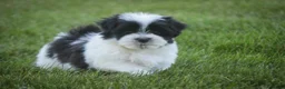 Havanese dogs for sale: Ivan Havanese Puppy  - Ad 6