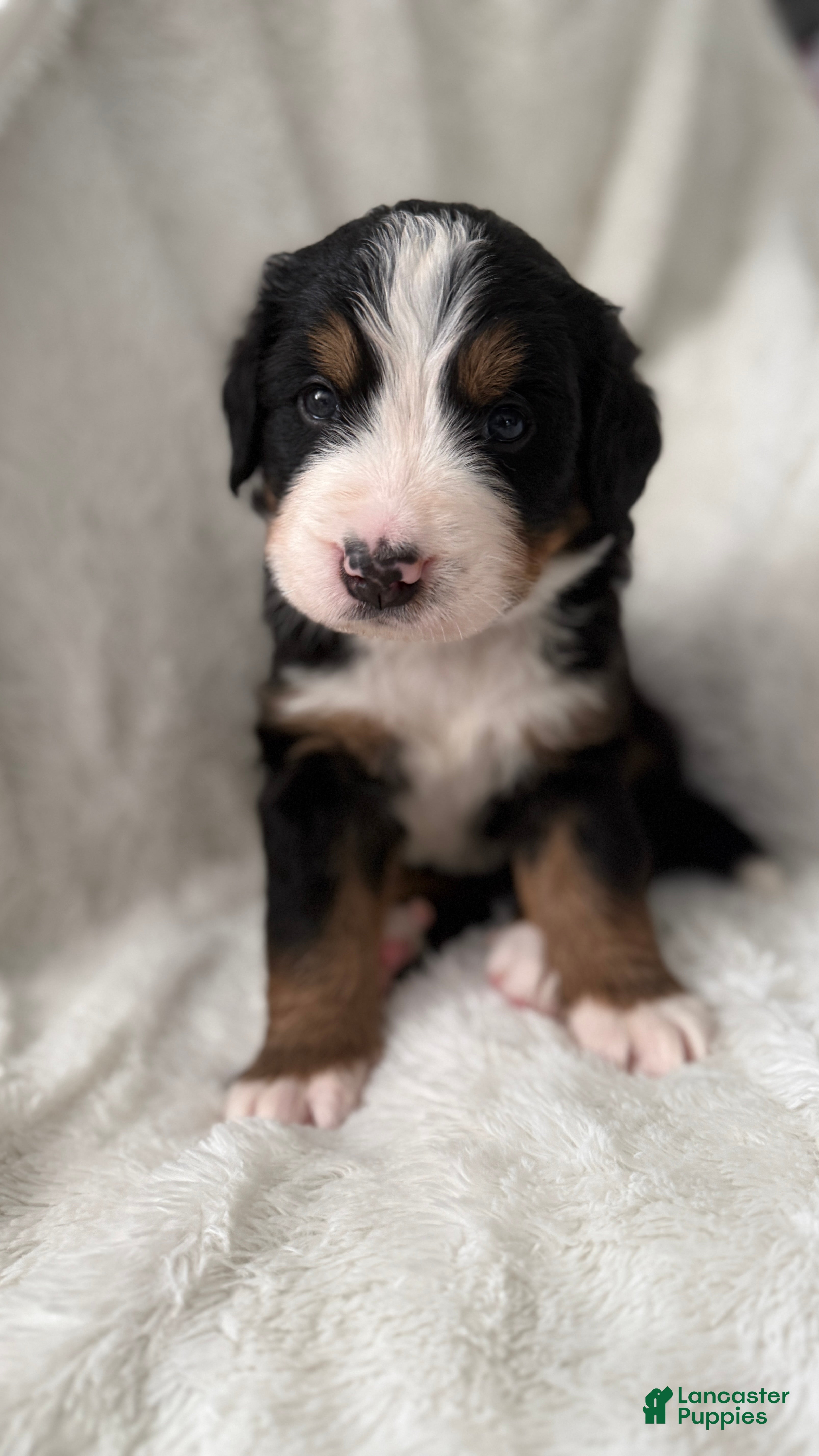 Bernese Mountain Dog dogs Black boy - Ad 1