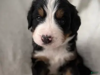 Bernese Mountain Dog dogs for sale: Black boy - Ad 1