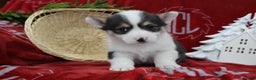 Welsh Corgi Pembroke dogs for sale: Buddy - Ad 2