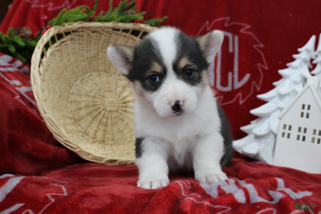 Welsh Corgi Pembroke dogs for sale: Buddy - Ad 2