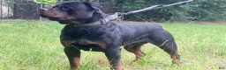 Rottweiler dogs for sale: Rottweiler 2 - Ad 3