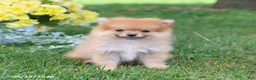 Pomeranian dogs for sale: Denver - Ad 5