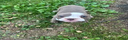 American Bully dogs for sale: American Bully Pup - Ad 3