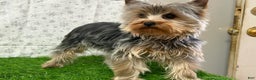 Yorkshire Terrier dogs for sale: Leo - Ad 2