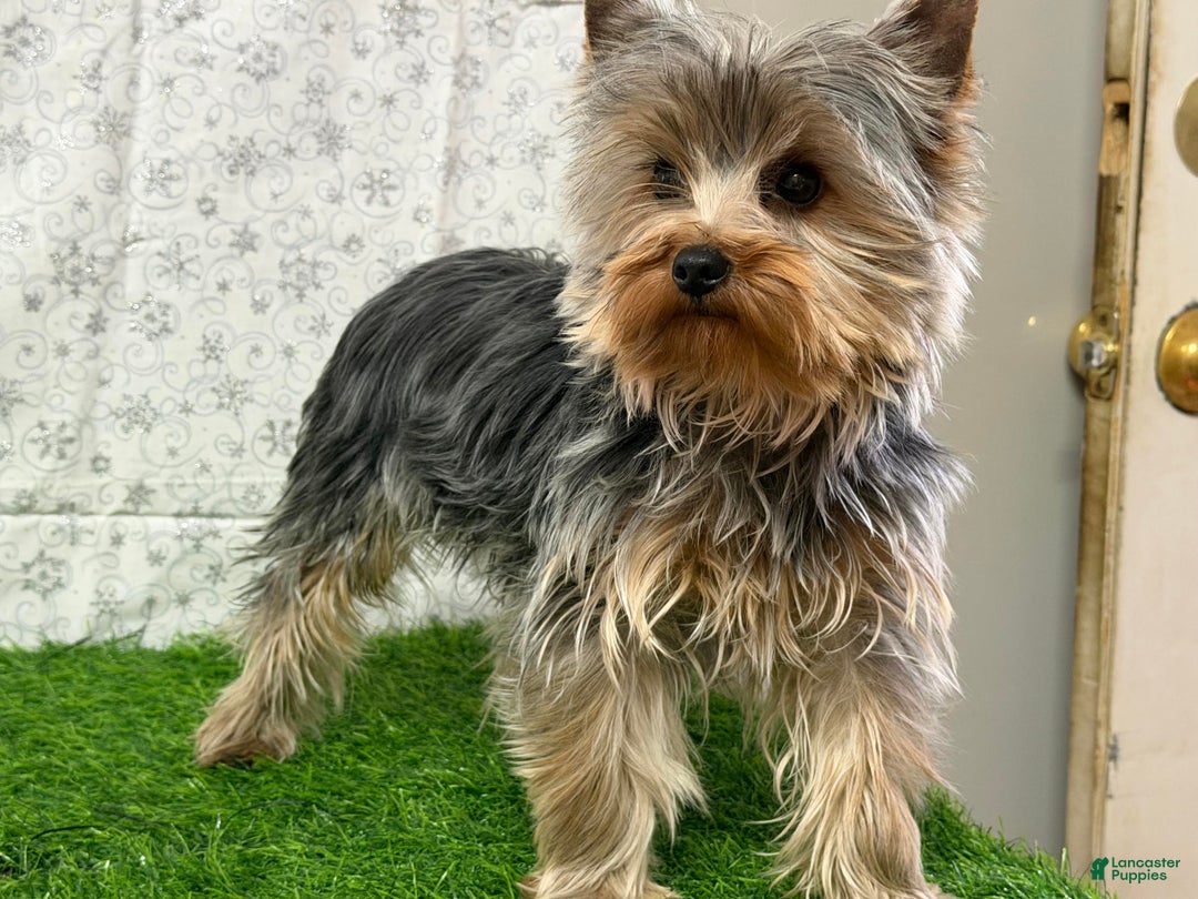 Yorkshire Terrier dogs for sale: Leo - Ad 2