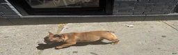 French Bulldog dogs for sale: French Bulldog 2 - Ad 3