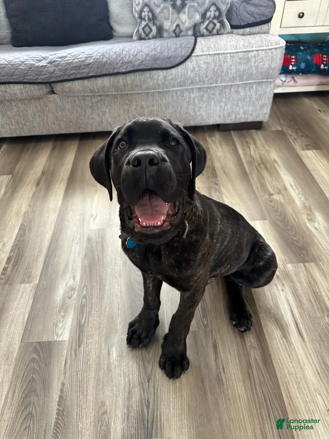 Cane Corso dogs for sale: Cane Corso Puppy 1 - Ad 4