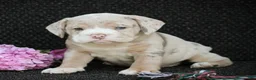 Beabull dogs for sale: Ava - Ad 1