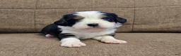 Miniature Bernese Mountain Dog dogs for sale: Paris - Ad 9
