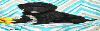 Josie