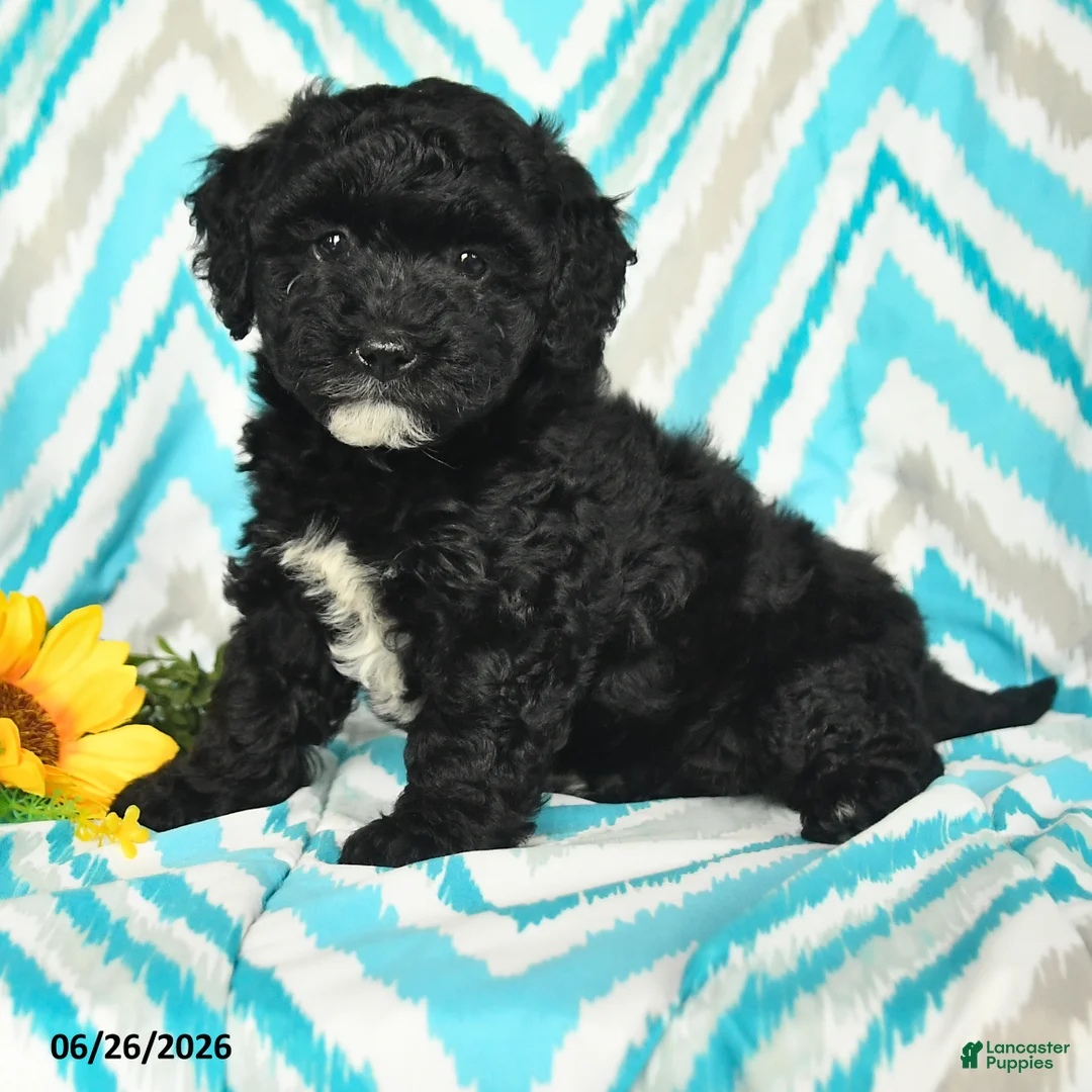 Mini Goldendoodle dogs for sale: Josie - Ad 1