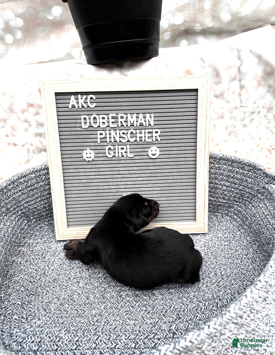 Doberman Pinscher dogs for sale: Black girl - Ad 1