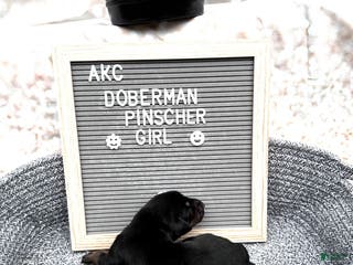 Doberman Pinscher dogs Black girl - Ad 13