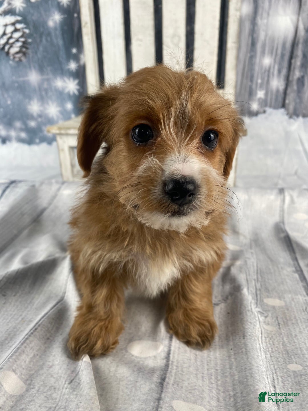 Yorkiepoo dogs for sale: Maisy - Ad 6