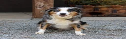 Miniature Australian Shepherd dogs for sale: Tia - Ad 5