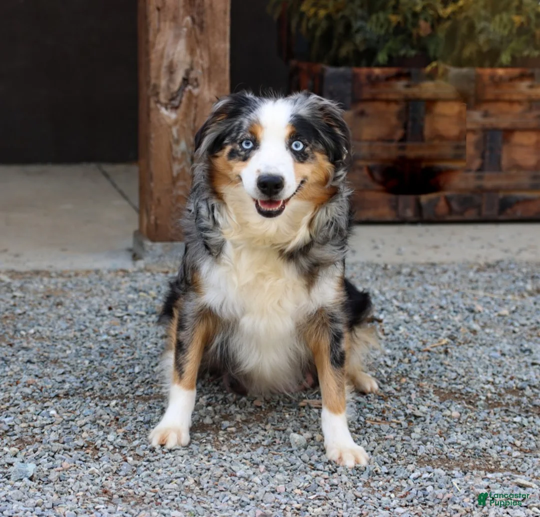 Miniature Australian Shepherd dogs for sale: Tia - Ad 5