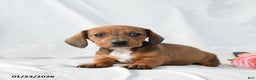Miniature Dachshund dogs for sale: Molly - Ad 2
