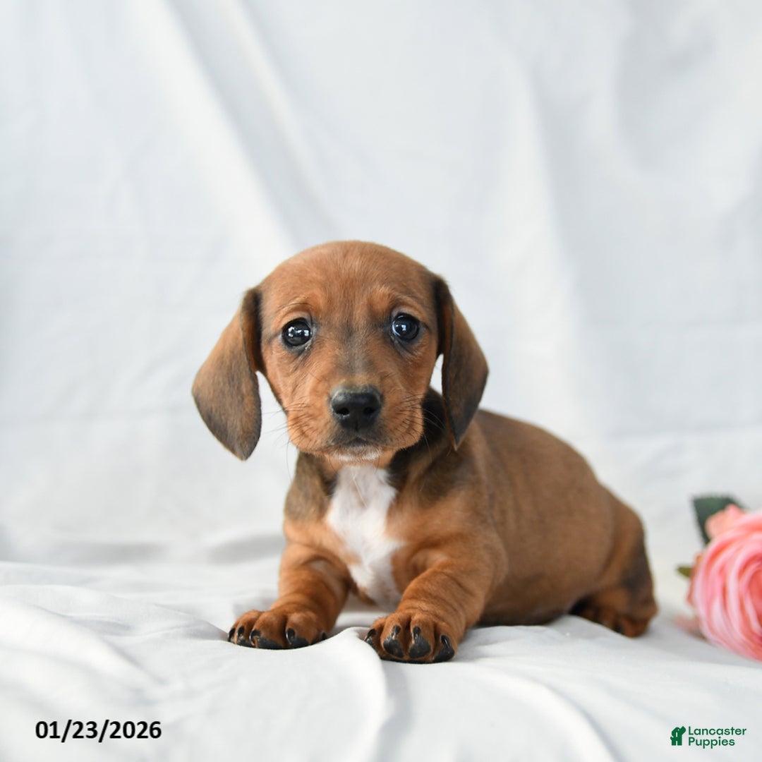 Miniature Dachshund dogs for sale: Molly - Ad 2