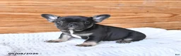 French Bulldog dogs for sale: Haven - Ad 2