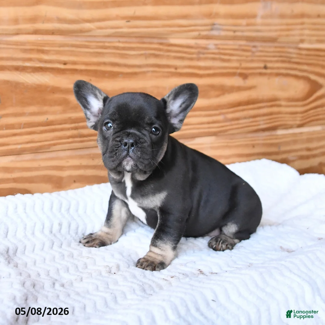 French Bulldog dogs for sale: Haven - Ad 2