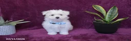 Maltese dogs for sale: Jaylon - Ad 6