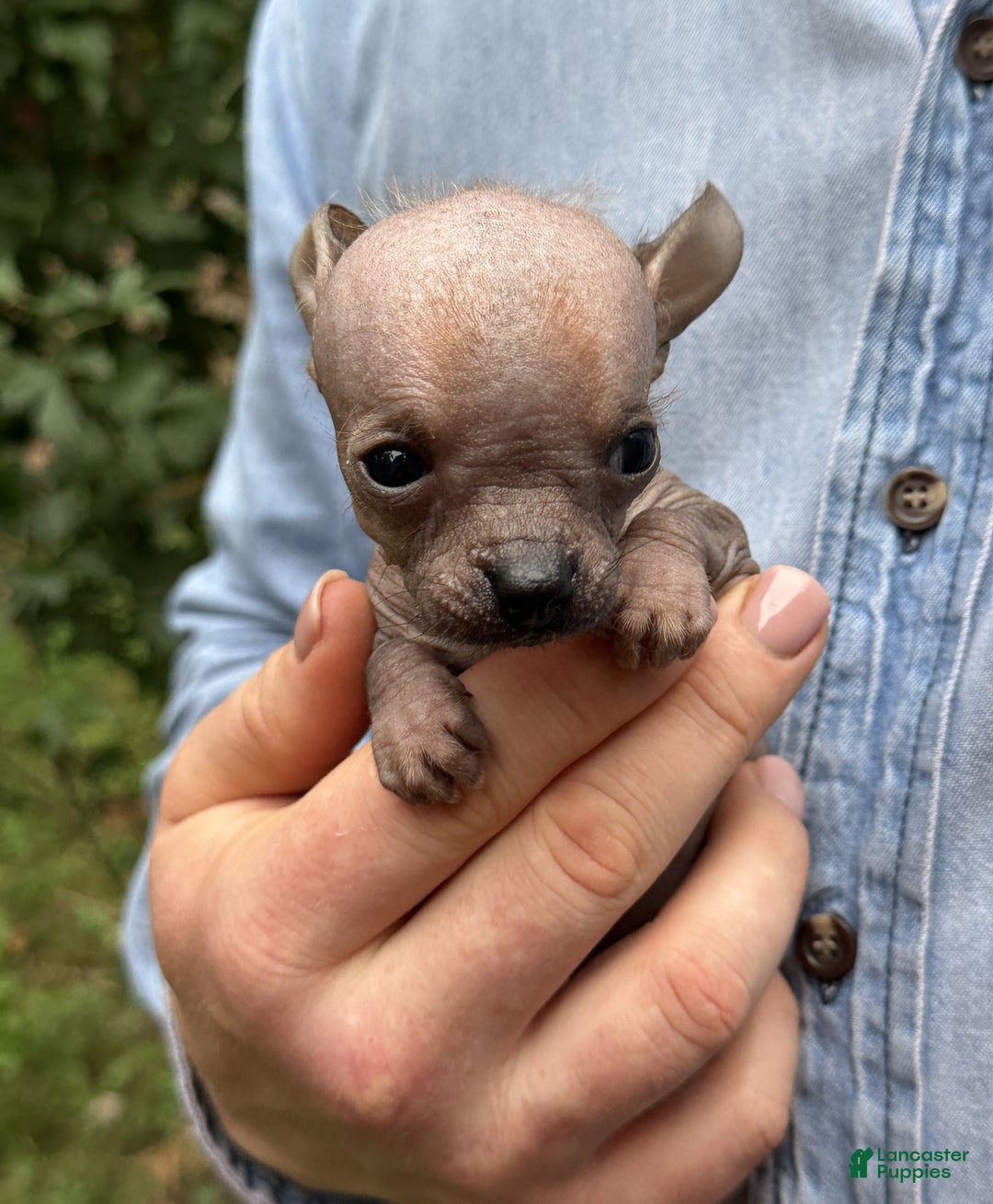 Mixed Breed dogs for sale: Cleopatra  - Ad 57