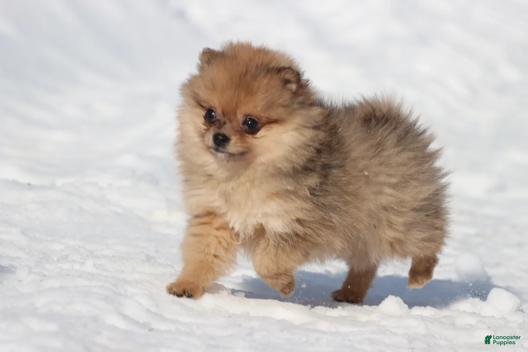 Pomeranian dogs for sale: Feather - Ad 1