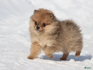 Pomeranian dogs Feather - Ad 35