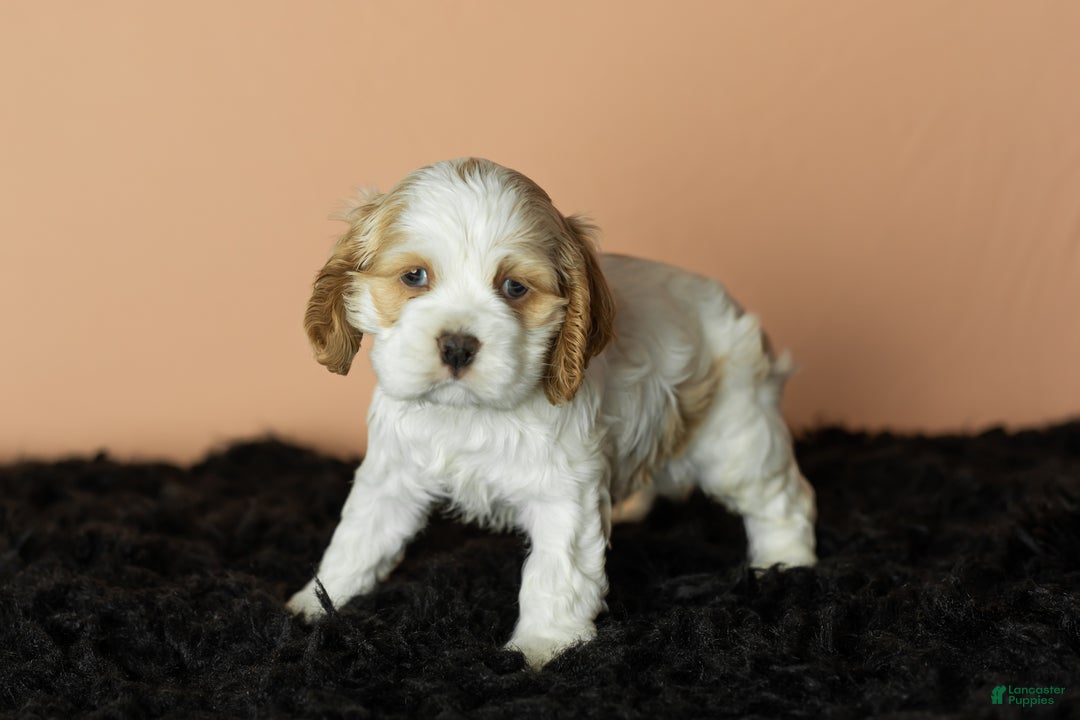 Cocker Spaniel dogs for sale: Cleo - Ad 1