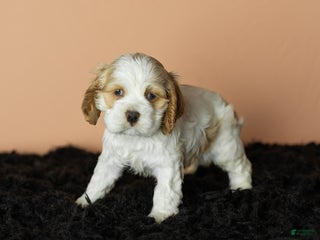 Cocker Spaniel dogs Cleo - Ad 29