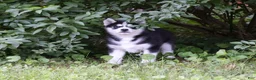 Siberian Husky dogs for sale: Lacey - Ad 4