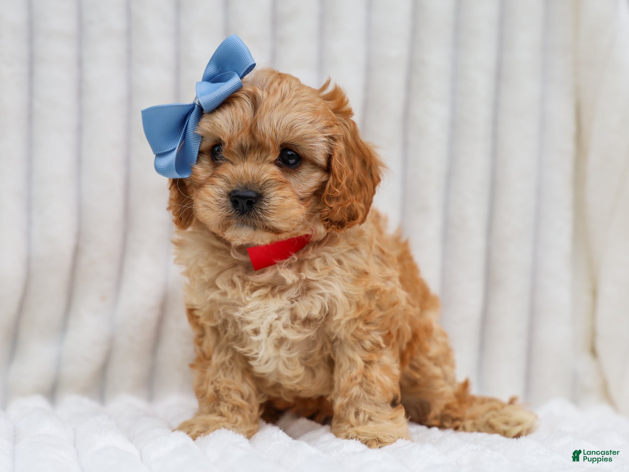 Cavapoo dogs Rex Cavapoo Puppy - Ad 1