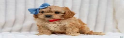 Cavapoo dogs for sale: Rex Cavapoo Pup - Ad 5
