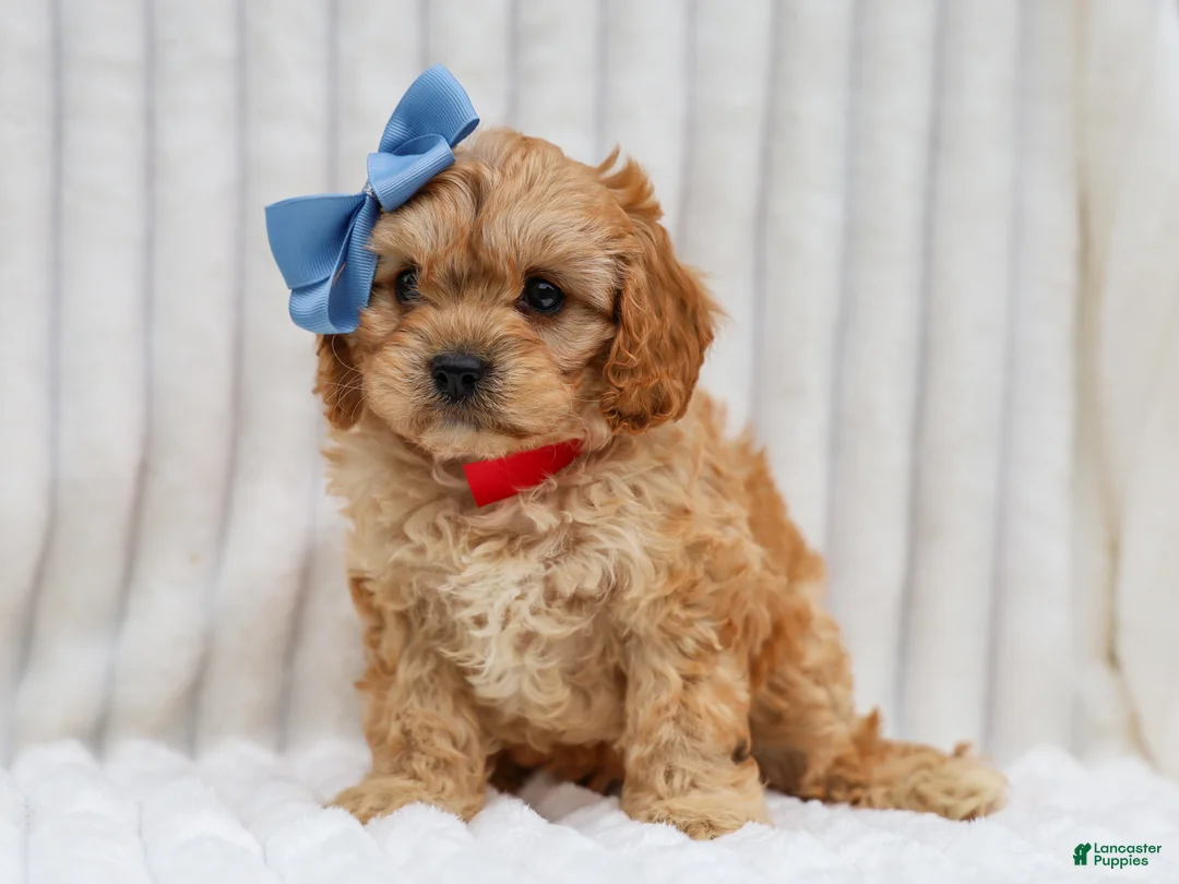Cavapoo dogs for sale: Rex Cavapoo Pup - Ad 5